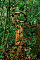 Lianas in tropical rainforest, Borneo, Indonesia.