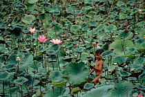 Indonesian boy amongst water lilies, Bali, Indonesia.
