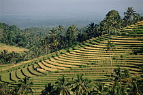 Rice terraces, Bali, Indonesia.