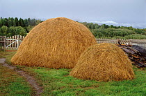 Traditional haystack, Siberia, Russia