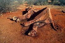 Dessicated carcass of poached African elephant {Loxodonta africana} Tsavo NP, Kenya