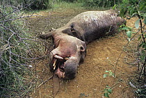 Carcass of poached Hippopotamus {Hippopotamus amphibius} Murchison Falls NP, Uganda