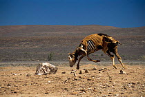 Skeleton of dead cow propped up in desert. Baja, California, Mexico