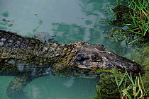 Black caiman. Occurs in South America.