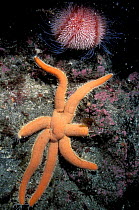 Seven rayed starfish {Luidia ciliaris} Skye, Scotland.