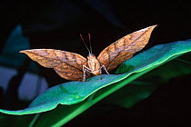 Indian Leaf Butterfly {Kallima inachus}, Spain.