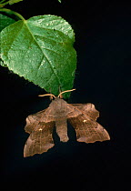 Poplar hawk moth {Laothoe populi}, southern England.