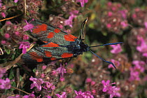 Six spot burnet moth {Zygaena filipendulae} on {Thymus tenstmuir} Fife, Scotland, UK