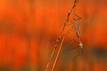 Daddy long legs {Tipula oleracea} mating. Kalmthoutse Heide, Belgium (crane fly)
