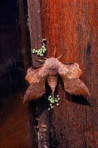 Poplar hawk moth {Laothoe populi} laying eggs, Worcestershire, June.