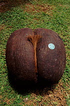 Coco de mer palm fruit nut for sale, Praslin Island, Seychelles