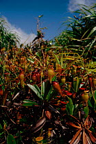 Pitcher plants (Nepenthes sp.). Mahe, Seychelles