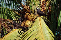 Common noddy pair in coconut tree, Seychelles