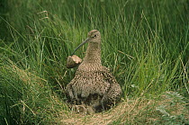 Curlew {Numenius arquata} clearing eggshell from nest, UK, Europe.
