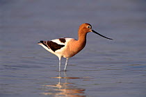 American avocet wading in water, Texas, USA.