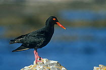 African black oystercatcher {Haematopus moquini}, Cape Aguthas, South Africa
