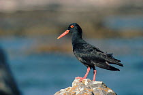 African black oystercatcher, Cape Aguthas, South Africa.