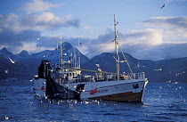 Fishing trawler hauling in herring catch Tysfjord Norway