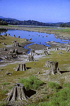 Cascade foothills Washington, USA, reservoir in dry period. Deforestation- forest was clearcut to make way for the reservoir. 1989.