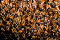 Honey bees in hive {Apis mellifera} Ecuador