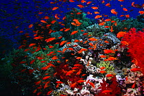 Large shoal of Anthias (Pseudanthias squampinnis) over coral reef, Red Sea, Egypt