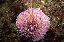 Common sea urchin {Echinus esculentus} Skye, Scotland, UK