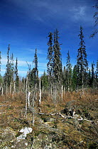 Spruce trees killed by acid rain Finland