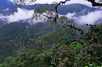 Cloud forest with {Melastomataceae} flowers, Zamora-Chinchipe, Ecuador