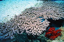 Table coral showing damage caused by Crown of Thorns starfish Red Sea Egypt