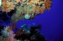 Peliliu wall coral reef, Palau, Pacific ocean Goldmans sweetlips