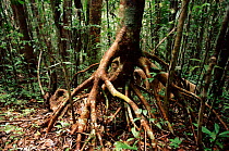 Root system of tropical rainforest tree. Nosy Mangabe Reserve, northeast Madagascar.