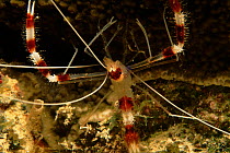 Banded coral shrimp, Milne Bay, Papua New Guinea.