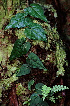 Vine growing up moss-covered rainforest tree. Nosy Mangabe Reserve, northeast Madagascar.