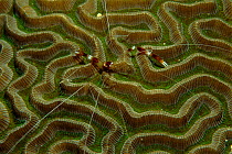 Banded coral shrimp on brain coral, Caribbean Sea off Cuba