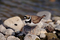 Little ringed plover, Island of Lesbos, Greece.