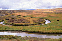 Meandering river at Alum Creek, Hayden Valley, with buffalo grazing, Yellowstone NP, USA.