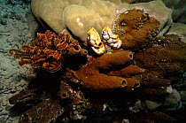 Seasquirts, sponge and crinoid on Porites coral, Bunaken, Sulawesi, Indonesia.