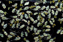 Shrimp larvae (reef species) Indo-Pacific.