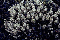 Leaf barnacles, Pacific coast, Canada.