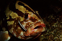 Nassau grouper with symbiotic Cleaner wrasse, Caribbean Sea.