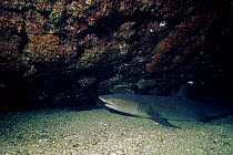White-tipped reef shark off Galapagos Islands.