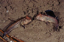 Mudskippers at low tide, Sabah, Borneo. South East Asia.