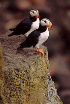 Horned puffin pair, St Paul's Island, Pribilof Islands, Alaska