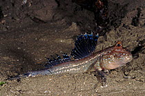 Mudskipper (Periophthalmus species) at low tide, Sabah, Borneo