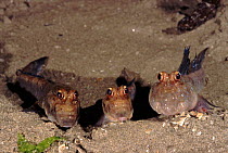 Mudskippers (Periophthalmus species) at low tide, Sabah, Borneo