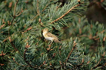 Willow warbler in pine tree, New Forest, Hampshire, England