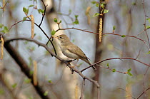 Willow warbler singing, early spring, New Forest, Hampshire, England,