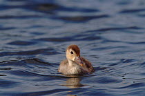 Red crested pochard {Netta ruffina} duckling on water, UK