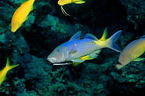 Yellowsaddle goatfish {Parupeneus cyclostomus} Egypt, Red Sea.