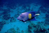 Yellowbar angelfish {Pomacanthus maculosus} Egypt, Red Sea.